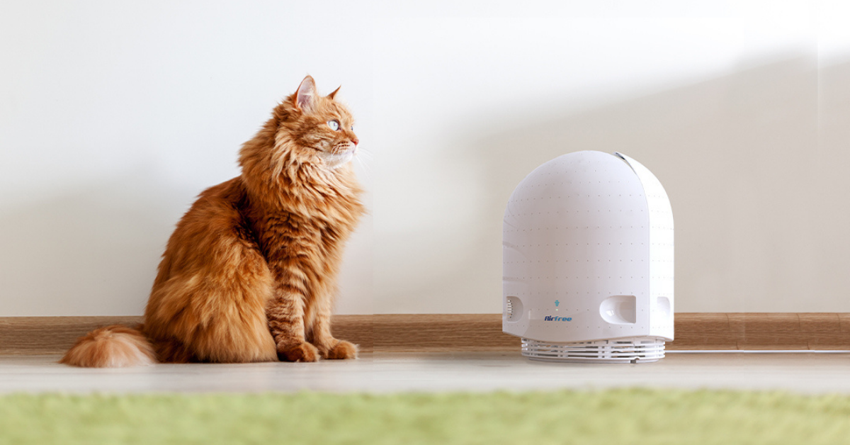 How Can Air Purifiers Help With Allergies, Asthma, and Airborne